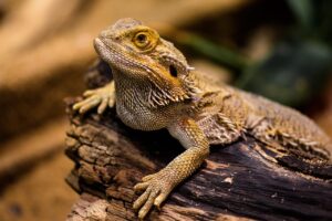 口臭に効くサプリメントの選び方と効果は？