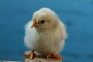 口臭対策にサプリと加齢臭を併用する効果は？