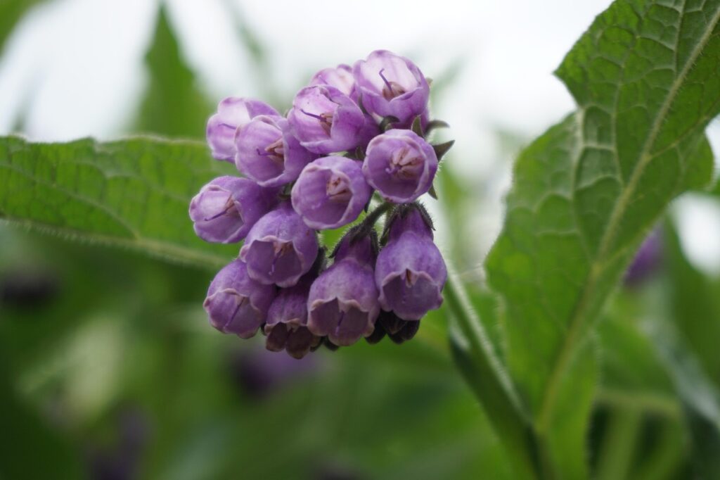 口臭対策に効果的なサプリの舌苔含有成分は何ですか？