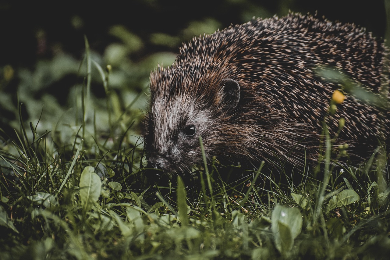 口臭対策に効果があるサプリは即効性があるのか？